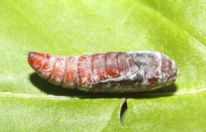 Figura 9. Pupa de <i>Ptichodis immunis</i> (Erebidae), vista lateral, localidad Medrano, Estación Biológica Quica Sector Pitilla ACG (380m). Voucher: 17-SRNP-70962-DHJ737509.jpg.
