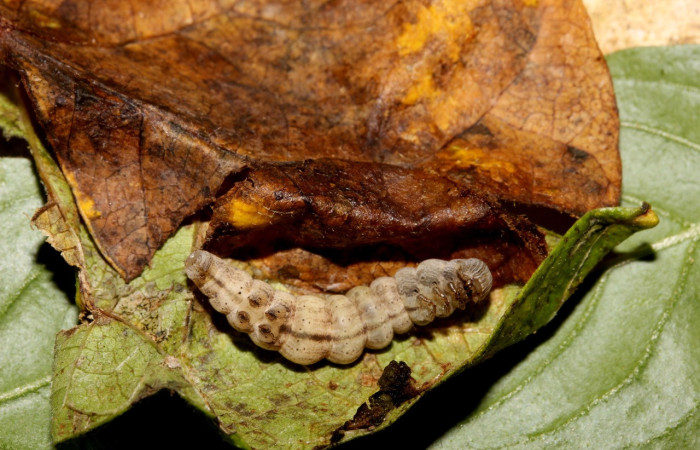 Figura 7. Prepupa de <i>Ptichodis immunis</i> (Erebidae), mostrando parte lateral, localidad Sector Rincon Rain Forest  ACG (408m). Voucher: 19-SRNP-26758-DHJ761394.jpg.