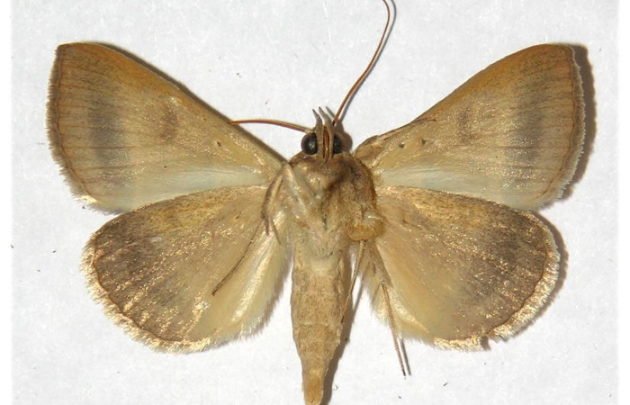 Figura 11. Adulto de <i>Ptichodis immunis</i> (Erebidae), macho vista ventral, localidad Alacran, Sector Santa Rosa ACG (260m). Voucher: 92-SRNP-2391-DHJ317729.jpg.
