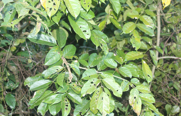 Figura 14. Planta hospedera de <i>Ptichodis immunis</i> (Erebidae), esta planta se llama <i>Lonchocarpus oliganthus</i> (Fabaceae), localidad Medrano, Estación Biológica Quica Sector Pitilla ACG (380m) foto: Ricardo Calero 03 Febrero 2024.