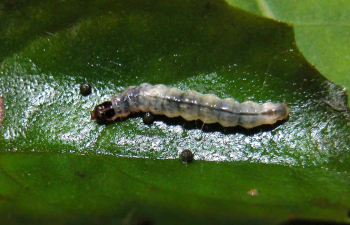 Fig. 10. Vista dorsal de larva de <i>Desmia</i> benealisDHJ02, en planta hospedera Drymonia serrulata. Voucher: 04-SRNP-56085-DHJ402167.jpg