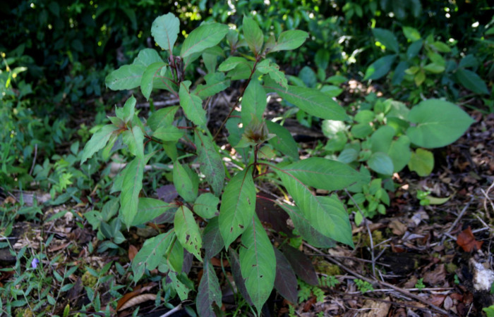 Fig. 29. Planta hospedera de [I]Desmia</i> benealisDHJ01, (Crambidae), <i>Hamelia patens</i> (Rubiaceae). Foto por Minor Carmona       