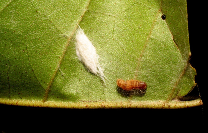 Figura 11. Parásitos <i>Ascogaster</i> Janzen28 de </i>Megalota spinulosa</i> (Tortricidae). Posición dorsal en la hoja de la planta Croton schiedeanus (Euphorbiaceae). 07-SRNP-41992-DHJ427676.jpg.