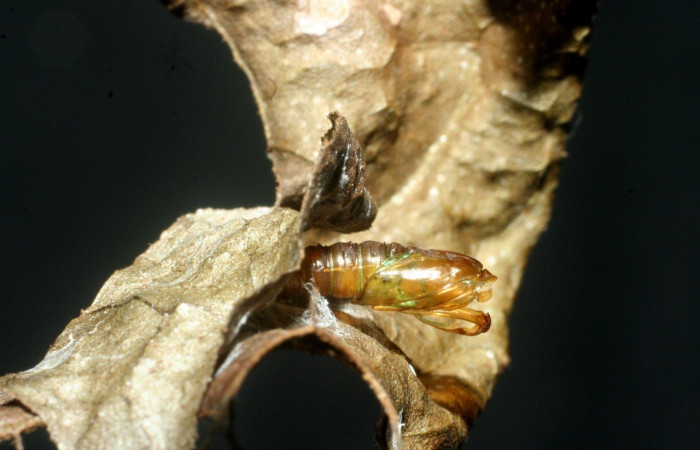 Figura 9. Larva <i>Megalota spinulosa</i> (Tortricidae). Posición dorsal en la hoja de la planta <i>Croton schiedeanus</i> (Euphorbiaceae). 09-SRNP-31657-DHJ455131.jpg.