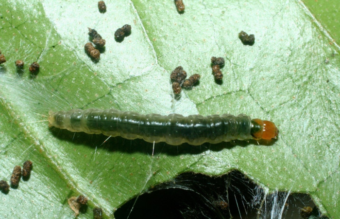 Figura 5. Larva <i>Megalota spinulosa</i> (Tortricidae). Posición dorsal en la hoja de la planta <i>Croton schiedeanus</i> (Euphorbiaceae). 09-SRNP-71954-DHJ465348.jpg.