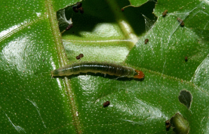 Figura 8. Larva <i>Megalota spinulosa</i> (Tortricidae). Posición dorsal en la hoja de la planta <i>Croton schiedeanus</i> (Euphorbiaceae). 10-SRNP-40868-DHJ472817.jpg.