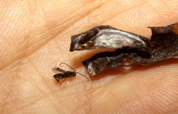 Figura 10. Parásito <i>Ascogaster</i> Janzen28 de <i>Megalota spinulosa</i> (Tortricidae). Posición dorsal en la hoja de la planta Croton schiedeanus (Euphorbiaceae). 10-SRNP-4345-DHJ475564.jpg.