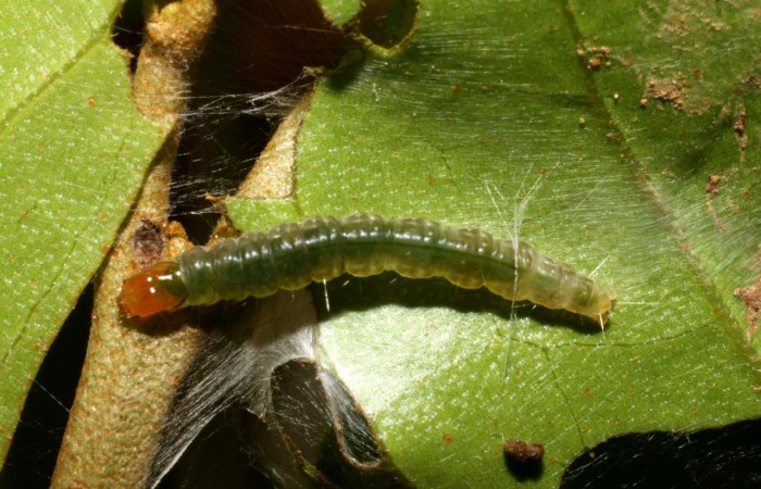 Figura 7. Larva <i>Megalota spinulosa</i> (Tortricidae). Posición dorsal en la hoja de la planta <i>Croton schiedeanus</i> (Euphorbiaceae). 10-SRNP-4377-DHJ474396.jpg.