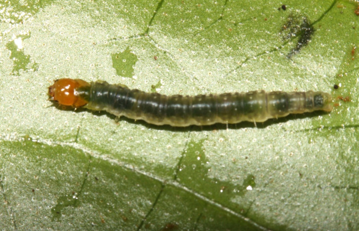 Figura 4. Larva <i>Megalota spinulosa</i> (Tortricidae). Posición dorsal en la hoja de la planta <i>Croton schiedeanus</i> (Euphorbiaceae). 13-SRNP-31539-DHJ701839.jpg.