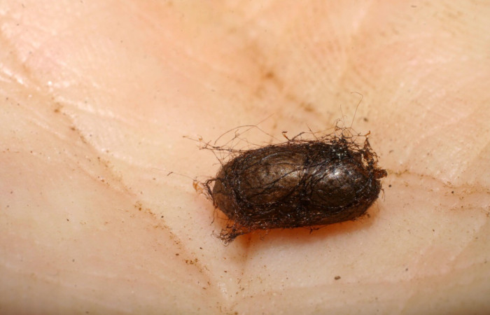 Figura 18. Detalle de parásito <i>Macrostomion</i> Janzen04, <i>Syngria</i> druidariaDHJ02 (Uraniidae). (07-SRNP-30643-DHJ448414).