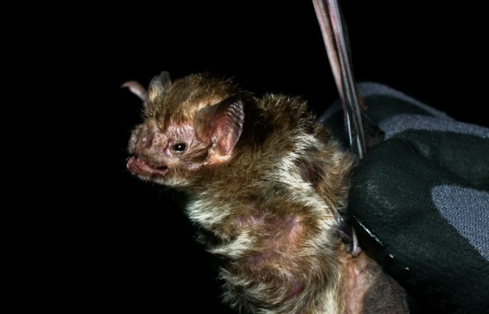 08/12/2023 XI CNM Santa Rosa Fuente: Marcos Álvarez.