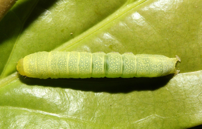  Larva en posición dorsal de <i>Paectes lunodes</i> (Euteliidae), U estadio. Sector Pitilla, Estación Quica. Voucher 17-SRNP-70802-DHJ737232.jpg.