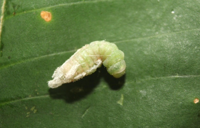  Prepupa en posición dorsal de <i>Paectes lunodes</i> (Euteliidae). Sector Pitilla, Estación Quica. Voucher 17-SRNP-70802-DHJ737237.jpg.