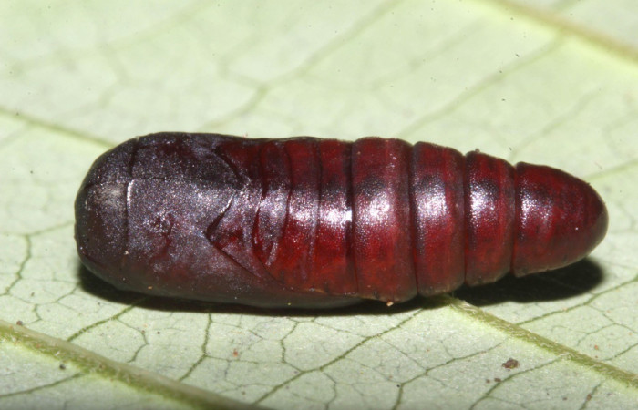  Pupa en posición dorsal de <i>Paectes lunodes</i> (Euteliidae). Sector Pitilla, Estación Quica. Voucher 17-SRNP-31629-DHJ739342.jpg.