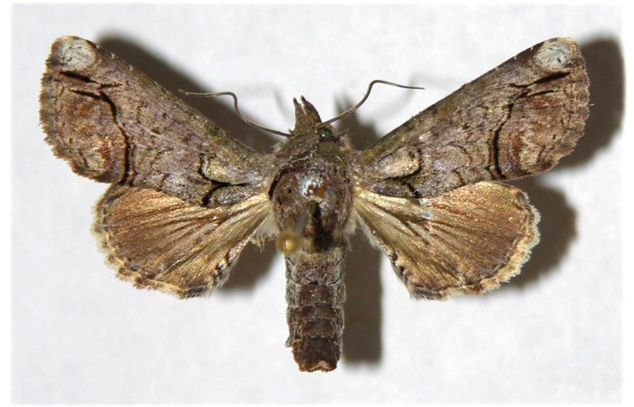  Adulto en posición dorsal de <i>Paectes lunodes</i> (Euteliidae). Sector Santa Rosa, Bosque Húmedo. Voucher 93-SRNP-2844-DHJ320336.