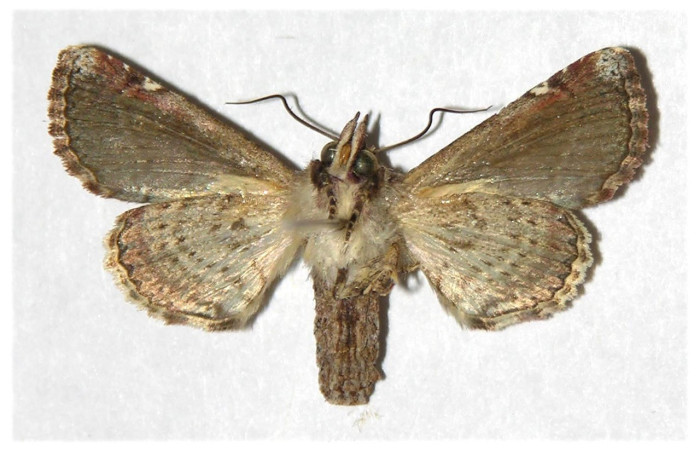  Adulto en posición ventral de <i>Paectes lunodes</i> (Euteliidae). Sector Santa Rosa, Bosque Húmedo. Voucher 93-SRNP-2844-DHJ320337.