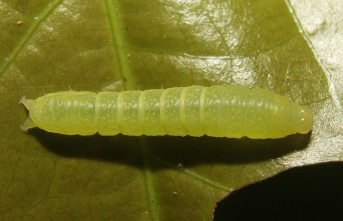  Larva en posición dorsal de <i>Paectes lunodes</i> (Euteliidae), U estadio. Sector Pitilla, Estación Quica. Voucher 20-SRNP-71746-DHJ780167.jpg.
