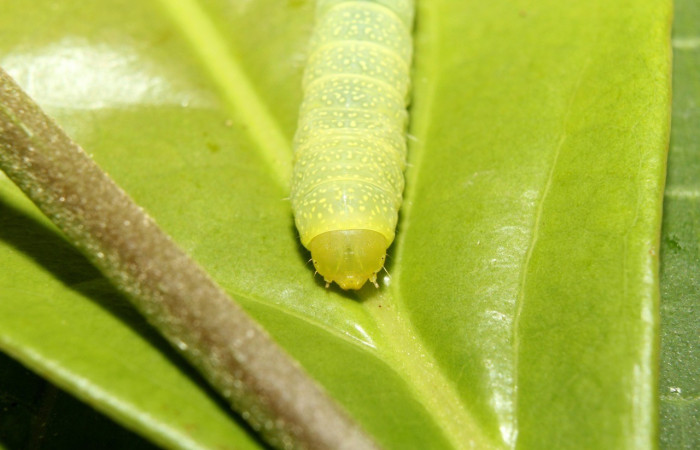  Cabeza en posición frontal de <i>Paectes lunodes</i> (Euteliidae), U estadio. Sector Pitilla, Estación Quica. Voucher 17-SRNP-70802-DHJ737231.jpg.