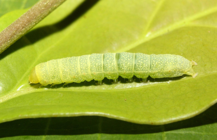  Larva en posición lateral de <i>Paectes lunodes</i> (Euteliidae), U estadio. Sector Pitilla, Estación Quica. Voucher 17-SRNP-70802-DHJ737229.jpg.