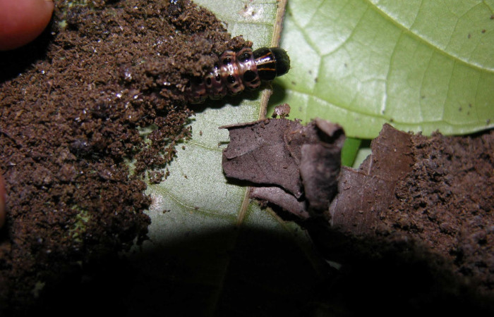 Fig. 10. Larva de <i>Stenoma patens</i>. Voucher :  03-SRNP-21897-DHJ91035.jpg.