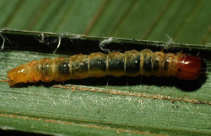 Fig.12. Larva de <i>Stenoma</i> Janzen142 en último estadio. Voucher : 01-SRNP-5027-DHJ63349.jpg.