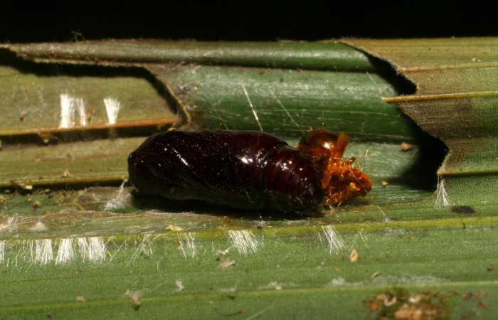 Fig.14. Pupa de <i>Stenoma</i> Janzen142. Voucher : 06-SRNP-33786-DHJ416386.jpg.