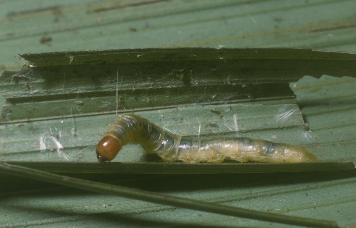 Fig.15 .Mostrando larva de <i>Stenoma</i> Janzen142. Voucher :04-SRNP-55978-DHJ87570.jpg.