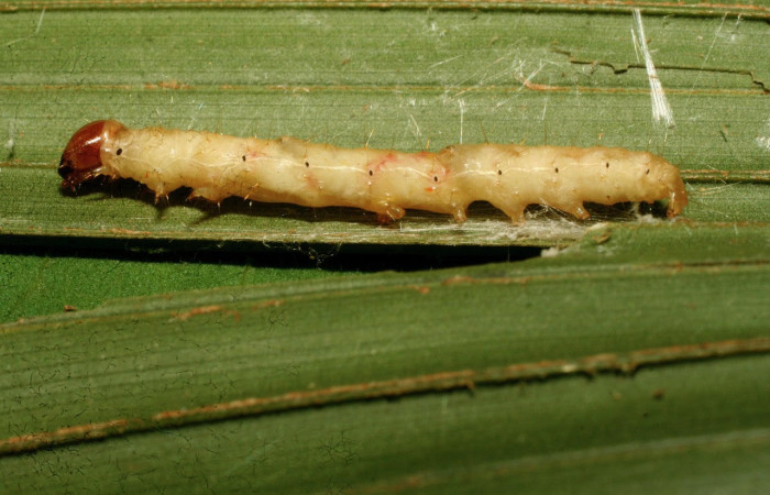 Fig.16. Larva de <i>Stenoma</i> Janzen142. Voucher : 09-SRNP-32672-DHJ464347.jpg.