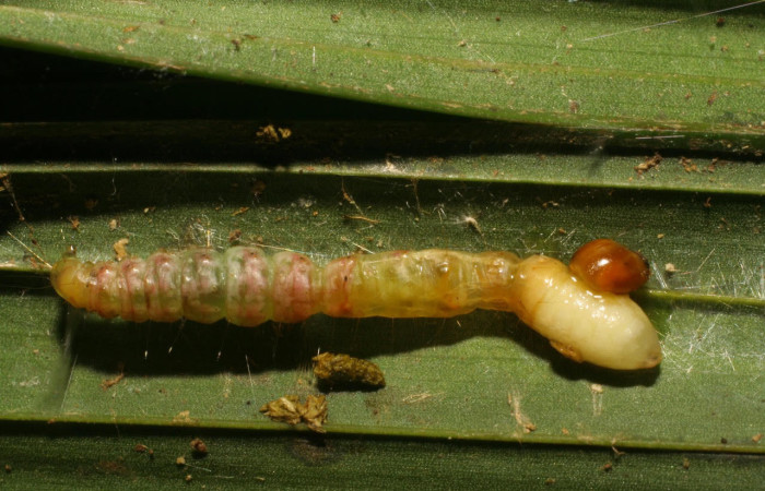 Fig.17. Larva de <i>Stenoma</i> Janzen142, con larva parásito de la familia Tachinidae. Voucher : 06-SRNP-33783-DHJ416382.jpg.