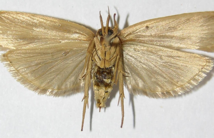 Fig.2. Adulto de <i>Stenoma</i> Janzen142. En posición ventral. Voucher : 09-SRNP-32222-DHJ516649.jpg.