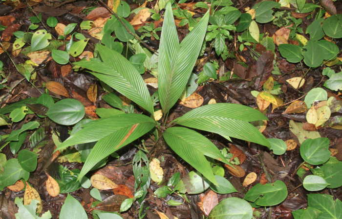 Fig.23. Planta hospedera de <i>Stenoma </i>Janzen142, <i>Asterogyne martiana</i> (Arecaceae).