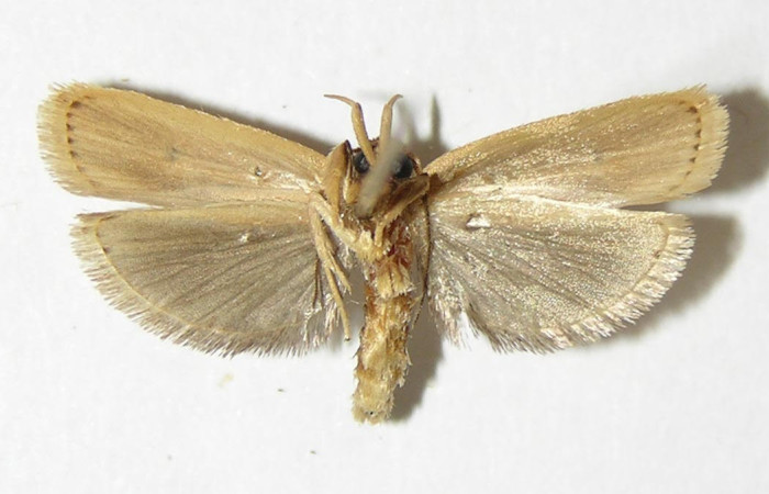 Fig.4. Adulto de <i>Stenoma</i> Janzen142. En posición ventral. Voucher : 01-SRNP-5353-DHJ339033.jpg.