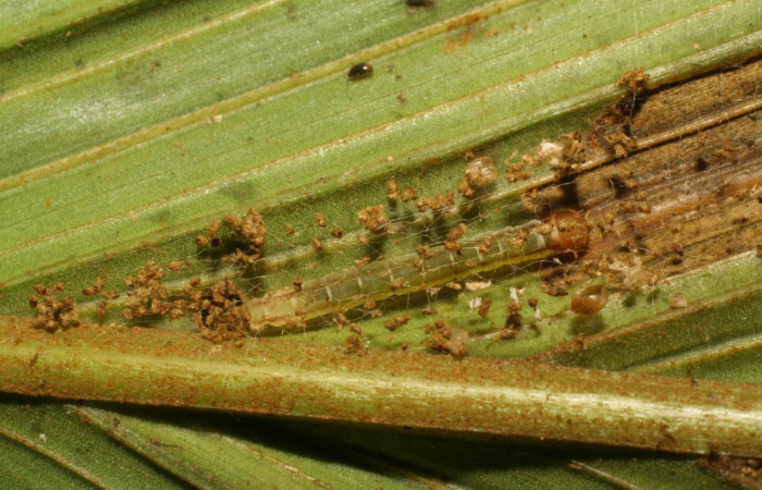 Fig.6. Larva de <i>Stenoma</i> Janzen142. Voucher : 06-SRNP-33872-DHJ416460.jpg.