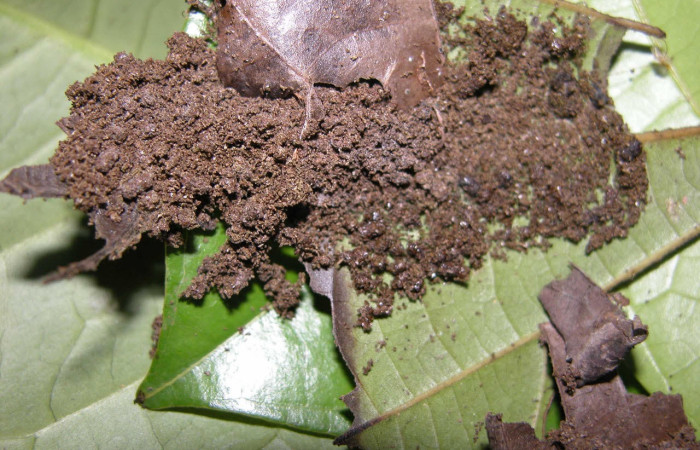 Fig. 9. Mostrando habitad de larva de <i>Stenoma patens</i>. Voucher :  03-SRNP-21897-DHJ91033.jpg.