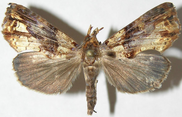 Figura 7. Adulto de <i>Plusiodonta nitissima</i> (Erebidae). Macho mostrando parte dorsal, localidad Sendero Carmona, Sector San Cristóbal ACG (670m). Voucher: 08-SRNP-2474-DHJ396708.jpg.