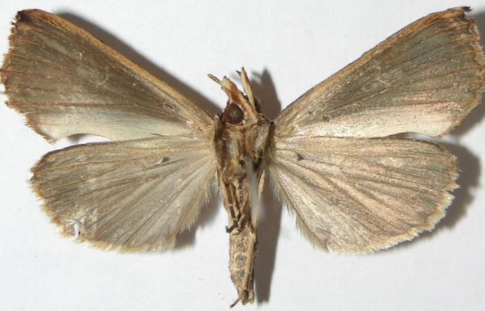 Figura 8. Adulto de <i>Plusiodonta nitissima</i> (Erebidae). Macho mostrando parte ventral, localidad Sendero Carmona, Sector San Cristóbal ACG (670m). Voucher: 08-SRNP-2474-DHJ396709.jpg.