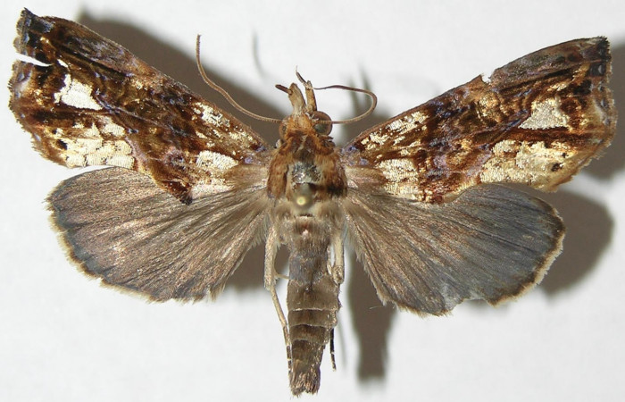 Figura 9. Adulto de <i>Plusiodonta nitissima</i> (Erebidae). Hembra mostrando parte dorsal, localidad Rio Blanco Abajo, Sector San Cristóbal ACG (500m). Voucher: 08-SRNP-4983-DHJ396720.jpg.