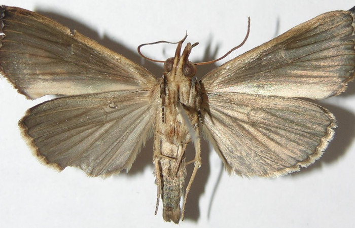 Figura 10. Adulto de <i>Plusiodonta nitissima</i> (Erebidae). Hembra mostrando parte ventral, localidad Rio Blanco Abajo, Sector San Cristóbal ACG (500m). Voucher: 08-SRNP-4983-DHJ396721.jpg.