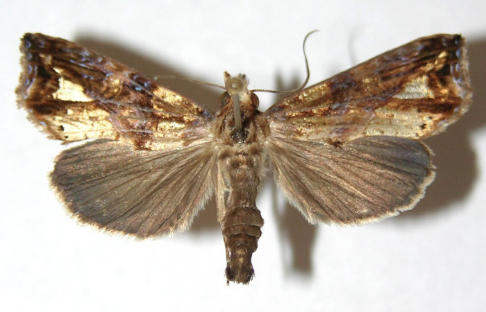 Figura 1. Adulto <i>Plusiodonta nitissima</i> (Erebidae), mostrando parte dorsal localidad Potrero Argentina, Sector San Cristóbal  ACG (520m). Voucher:12-SRNP-1879-DHJ595008.jpg.