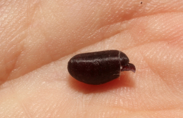 Figura 11. Resto de pupario de parásito Tachinidae de <i>Linnaemya</i> Wood01DHJ03 (Erebidae), localidad Quebrada Escondida, Sector Rionco Rain Forest ACG (420m). Voucher: 12-SRNP-42983-DHJ804237.jpg.