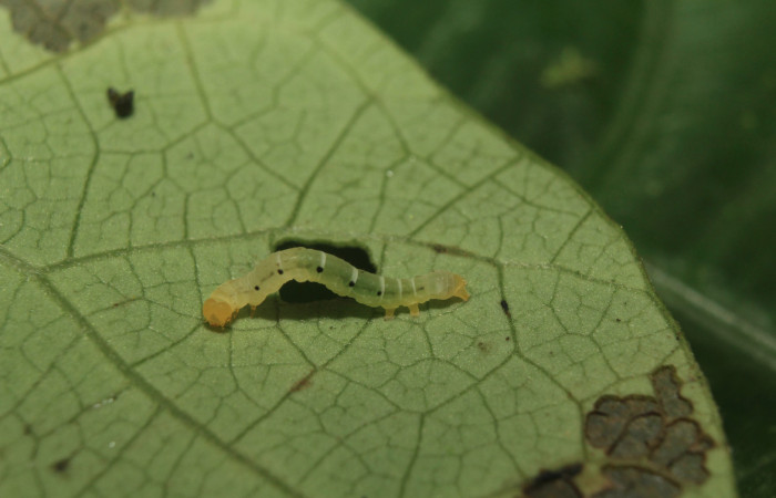 Figura 2. Larva <i>Plusiodonta nitissima</i> (Erebidae), en tercer estadío (PPU), mostrando parte lateral, localidad Sendero Manguera Sector Pitilla ACG (470m). Voucher: 18-SRNP-71241-DHJ742534.jpg.