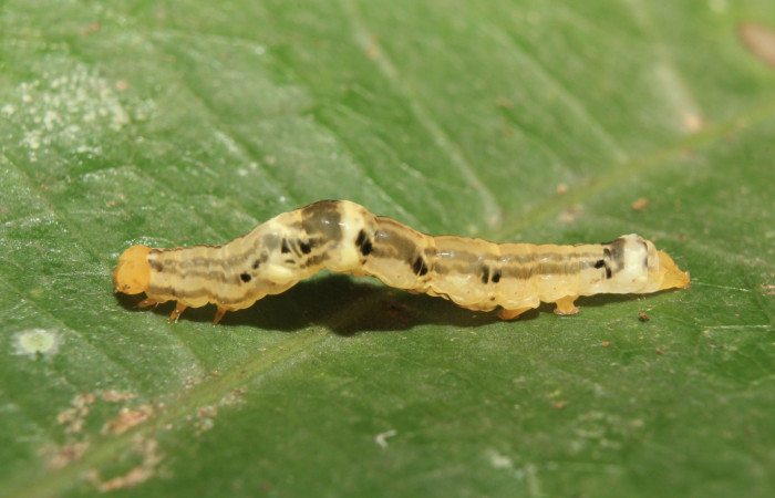 Figura 3. Larva <i>Plusiodonta nitissima</i> (Erebidae), en penúltimo estadío (PU), mostrando parte lateral, localidad Sendero Manguera Sector Pitilla ACG (470m). Voucher: 18-SRNP-71241-DHJ742537.jpg.