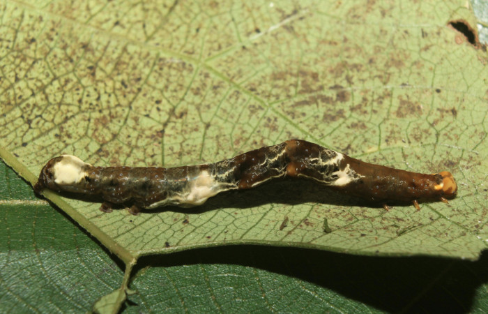 Figura 4. Larva <i>Plusiodonta nitissima</i> (Erebidae), en último estadío (U), mostrando parte lateral, localidad Sendero Manguera Sector Pitilla ACG (470m). Voucher: 18-SRNP-71241-DHJ742626.jpg.