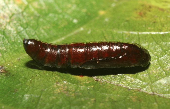 Figura 6. Pupa de <i>Plusiodonta nitissima</i> (Erebidae), mostrando parte lateral, localidad Sendero Manguera Sector Pitilla ACG (470m). Voucher: 18-SRNP-71241-DHJ742794.jpg.