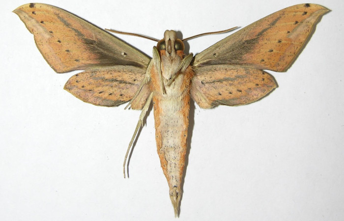  Fig. 02. Adulto de <i>Xylophanes yuliyae</i>, vista ventral, 69mm de envergadura. Voucher: 08-SRNP-56232-DHJ391689.jpg.