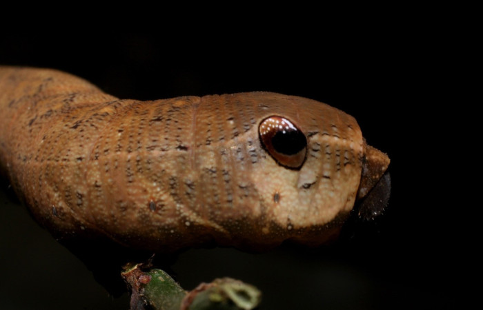 Fig. 04. Larva de <i>Xylophanes yuliyae</i>, vista lateral de torax mostrando el su ojo falso, último estadío, 62mm de longitud. Voucher: 08-SRNP-56232-DHJ391689.jpg.