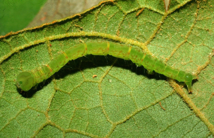 Figura 13. Dorsal entero <i>Cyclopteryx observalis</i>, (Erebidae), en la planta <i>Inga oerstediana</i> (Fabaceae). Sector Pitilla, Amonias (elevación 390 metros), colectada 12 diciembre 2007. (07-SRNP-34219-DHJ434657.jpg).