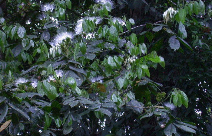 Figura 15. Planta hospedera de <i>Cyclopteryx niveinotata</i>, <i>Inga sapindoides</i>, (Fabaceae). Foto, Ana Córdoba. 9 marzo 2024.