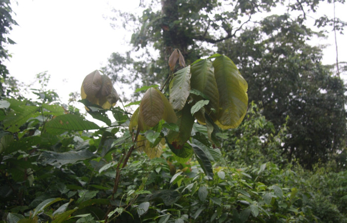 Figura 16. Planta hospedera de <i>Cyclopteryx observalis</i>, <i>Inga oerstediana</i>, (Fabaceae). Foto, Ana Córdoba. 9 marzo 2024