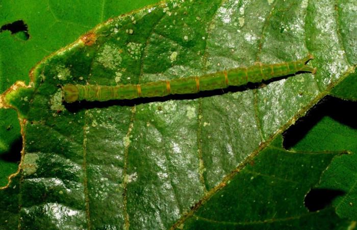 Figura 3. Dorsal entero <i>Cyclopteryx niveinotata</i>, (Erebidae), en la planta <i>Inga sapindoides</i> (Fabaceae). Sector Pitilla. Pasmompa, (elevación 440 metros). Colectada 19 setiembre 2007. (07-SRNP-33297-DHJ430273.jpg).